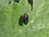 Trachys troglodytiformis